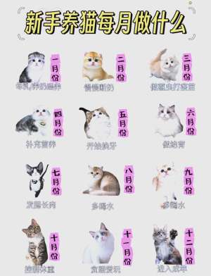 科学验证的养猫指南注意事项方法，简单有效